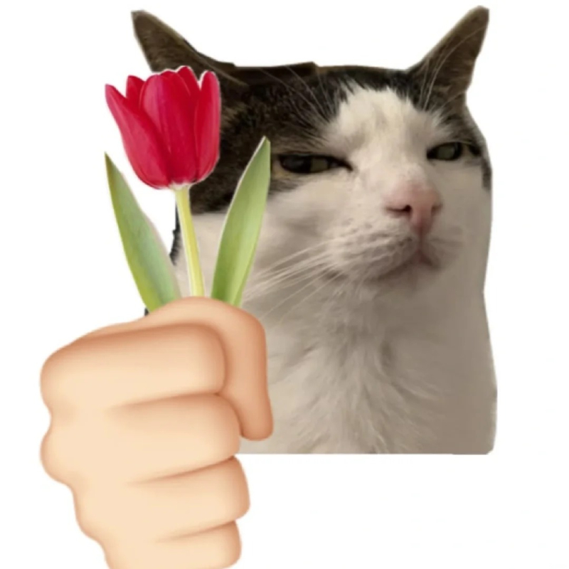 cat meme phản ứng hài hước của chú mèo