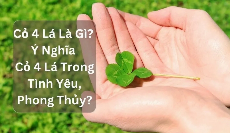 Cỏ bốn lá - Biểu tượng may mắn cho người tuổi Nhâm Dần