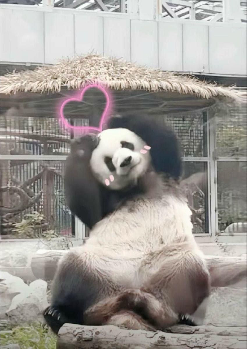 gấu trúc cute biểu cảm