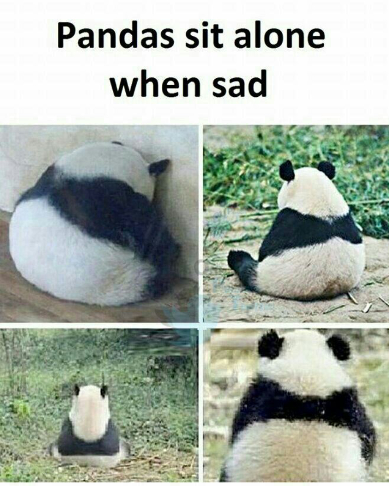 gấu trúc meme biểu cảm hài