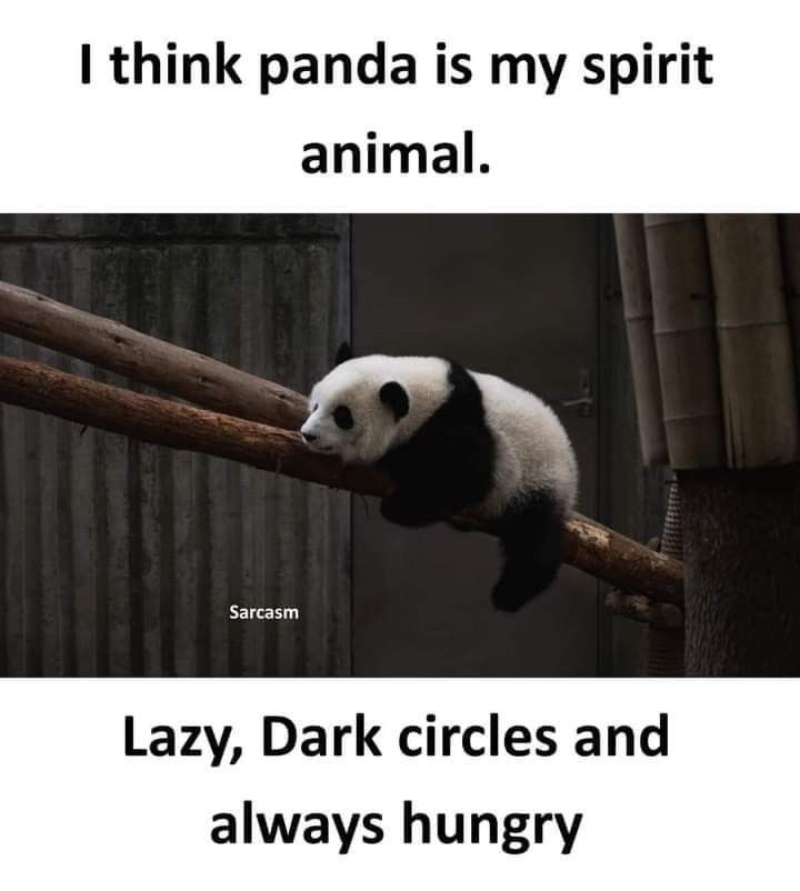 gấu trúc meme ngộ nghĩnh