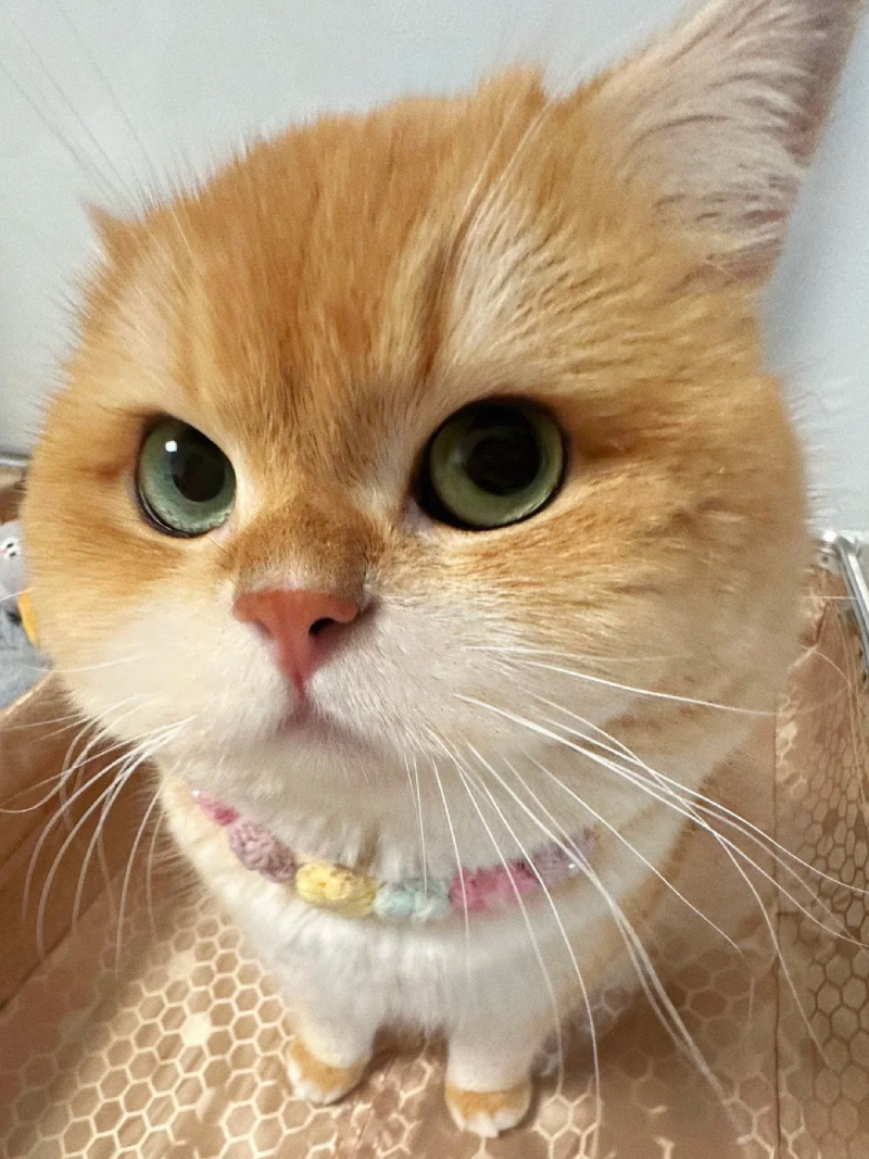 hình ảnh chú mèo đáng yêu đang phản ứng