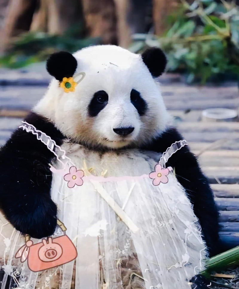 hình ảnh gấu trúc hài