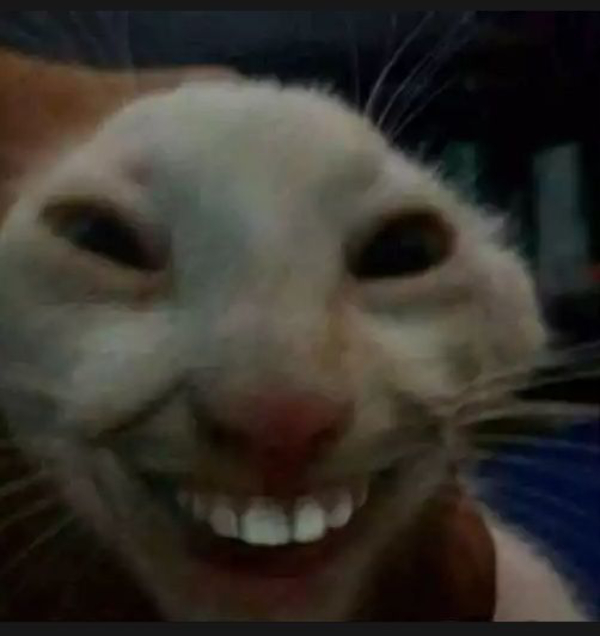hình ảnh meme cười giải trí