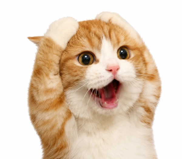 hình ảnh meme mèo cười