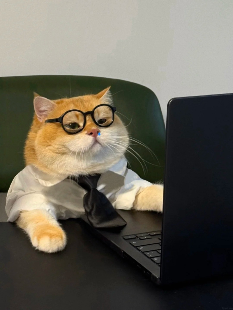 hình ảnh mèo bựa bá đạo