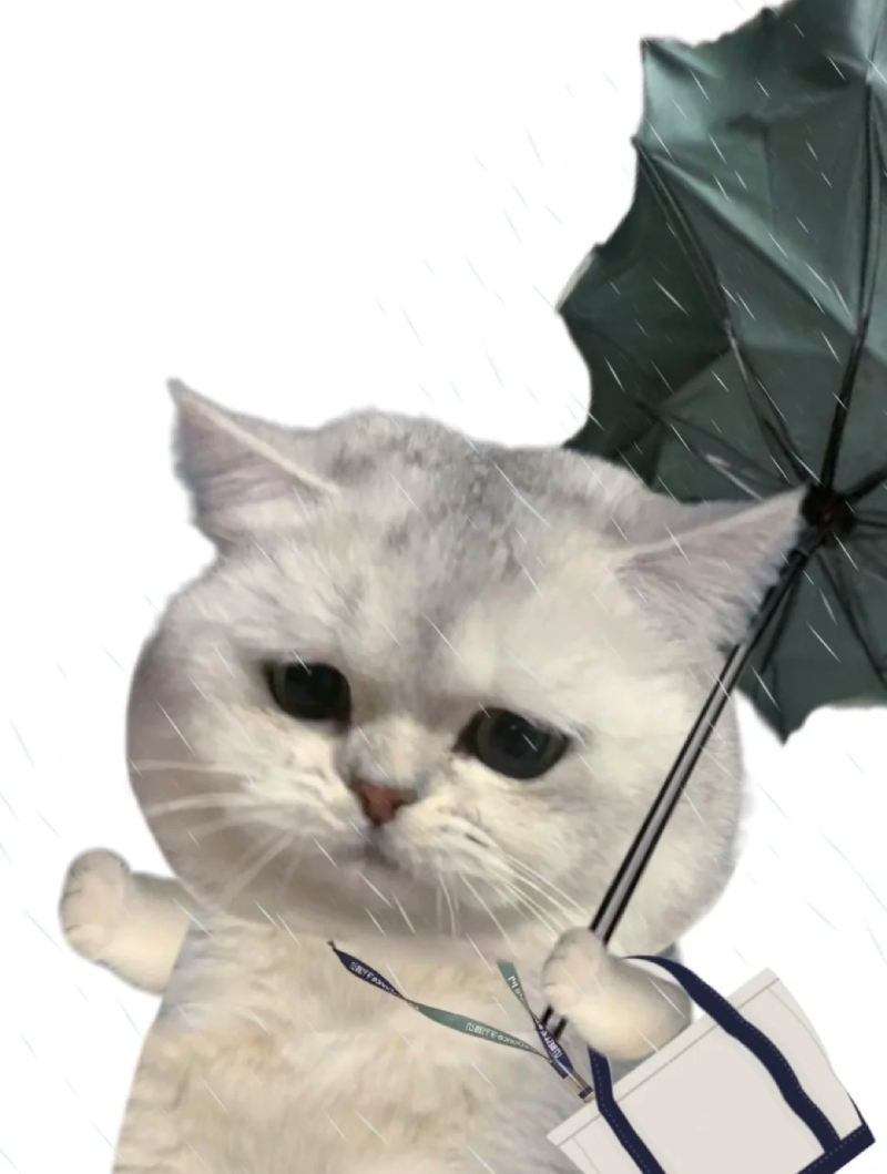 hình ảnh mèo buồn cười