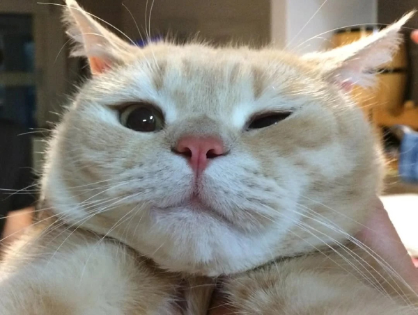 hình ảnh mèo cười làm meme