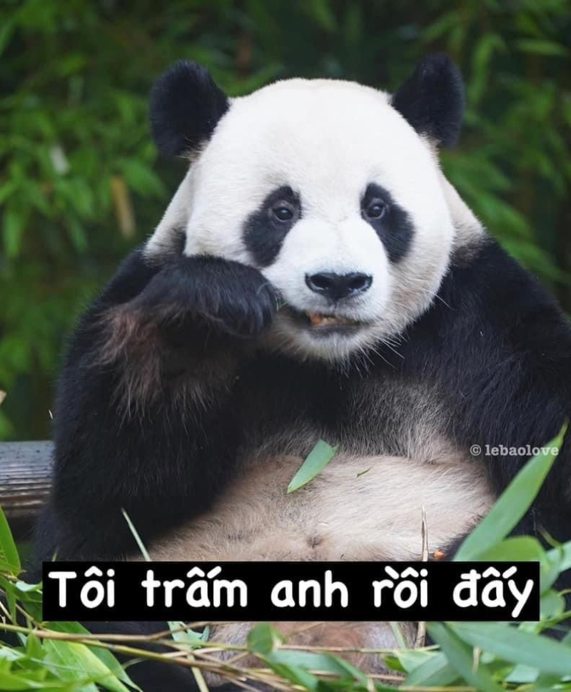 hình gấu trúc buồn cười