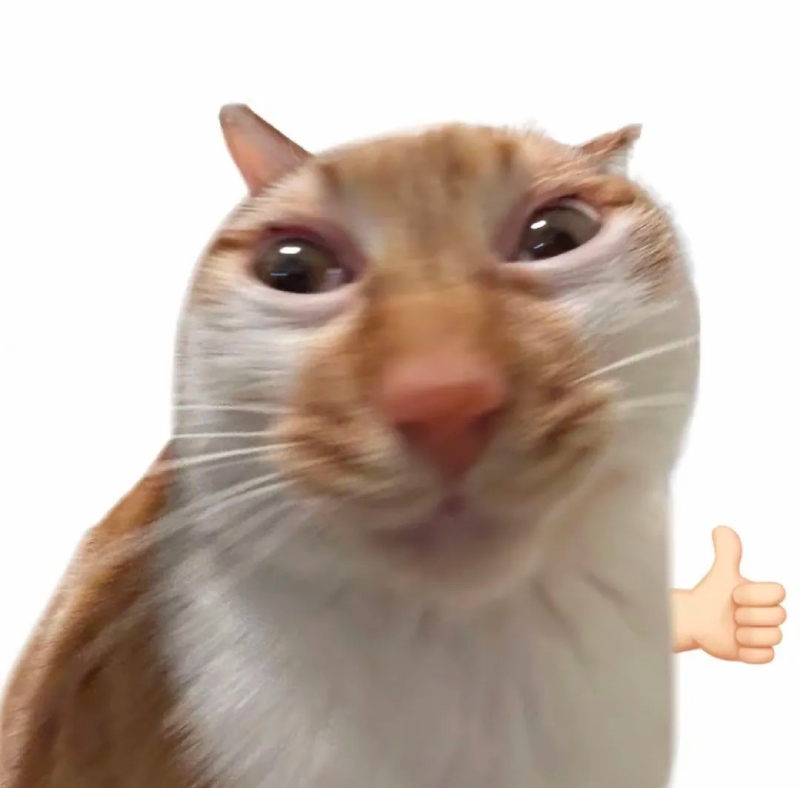 hình meme mèo bựa bá đạo
