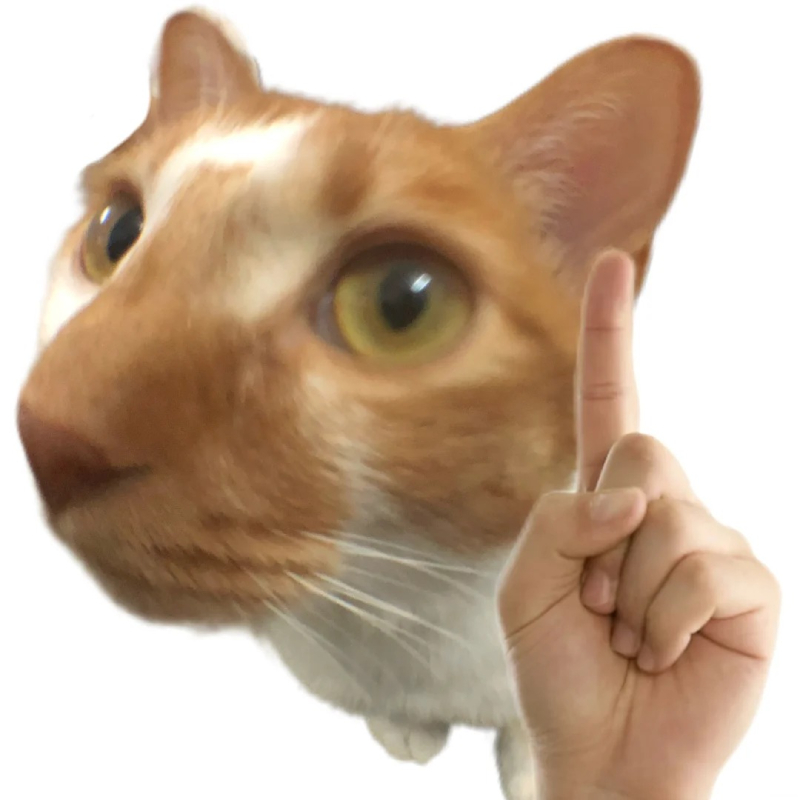 hình meme mèo bựa ngộ nghĩnh