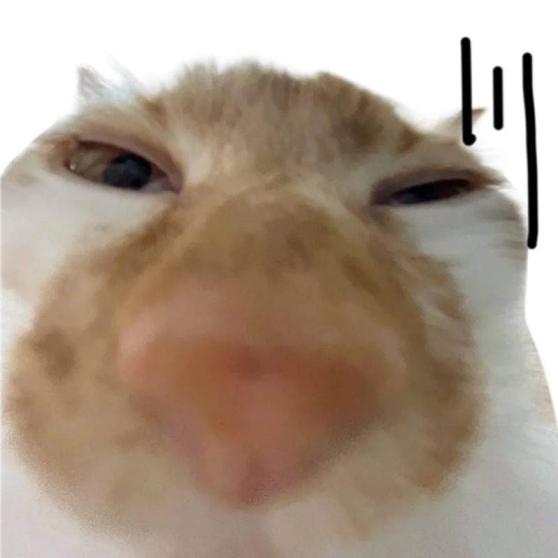 hình meme mèo bựa