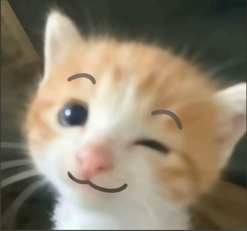 hình meme mèo cute vui nhộn