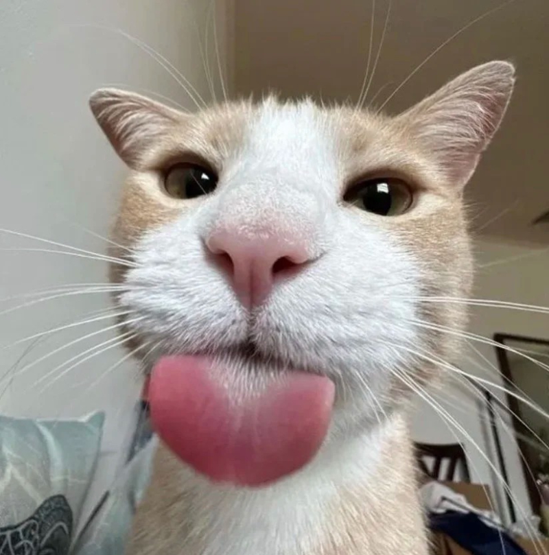 hình mèo meme đáng yêu