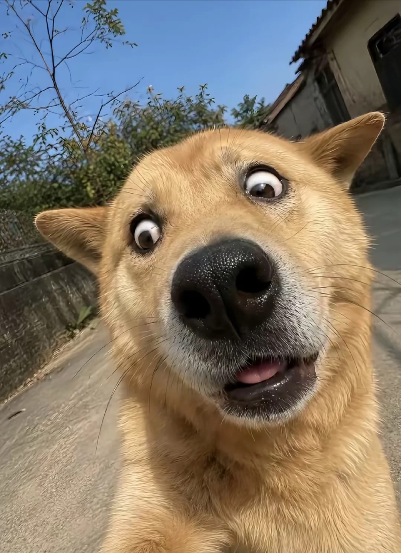 meme chó bị ong đốt