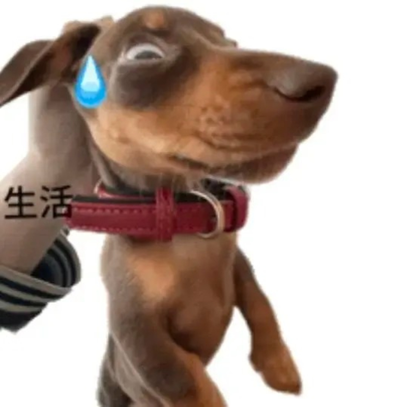 meme chó lườm