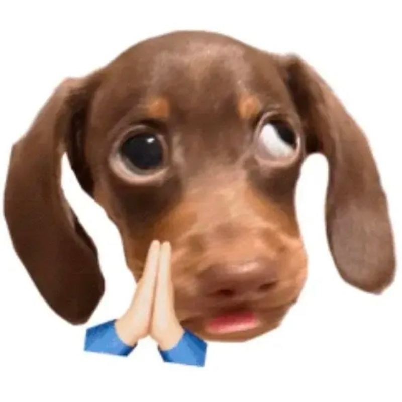 meme chó nhắm mắt
