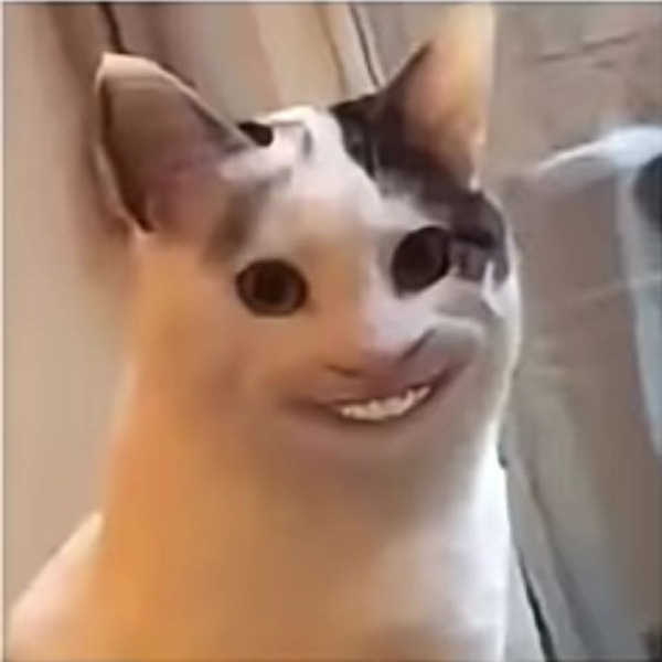 meme cười cực hài