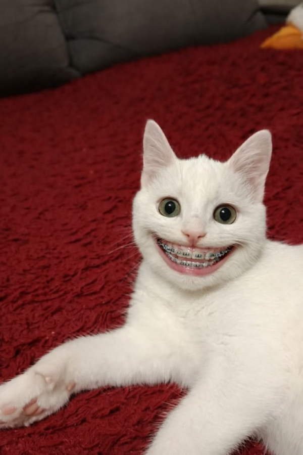 meme cười cực kỳ hài hước