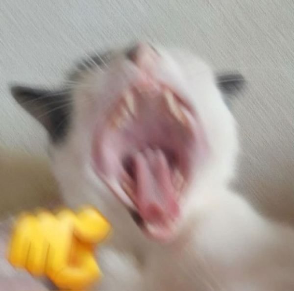 meme cười vui vẻ