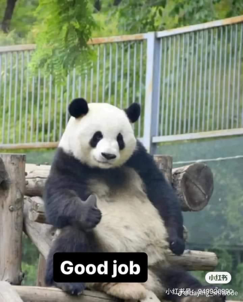 meme gấu hài hước
