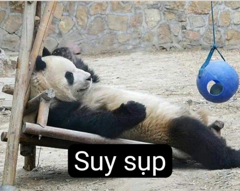 meme gấu trúc biểu cảm hài