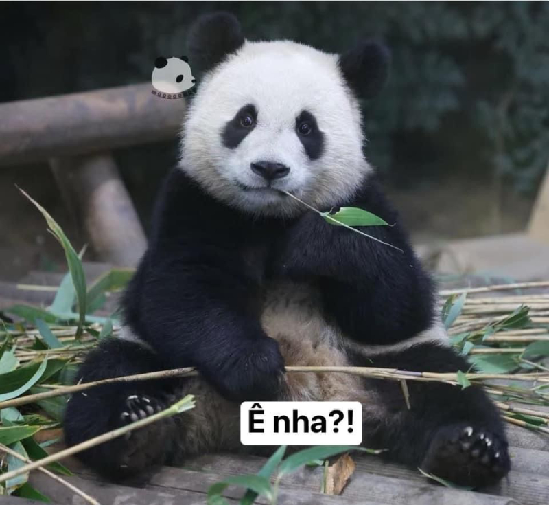 meme gấu trúc buồn cười