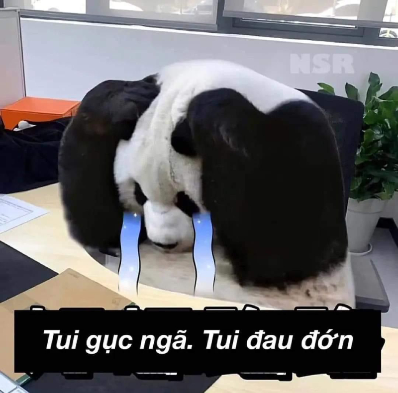 meme gấu trúc cực kỳ lầy