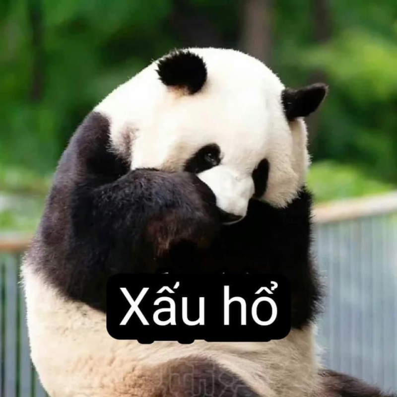 meme gấu trúc cute dễ thương