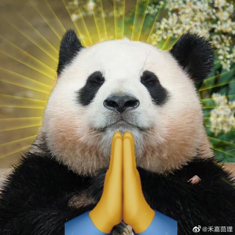 meme gấu trúc đáng yêu