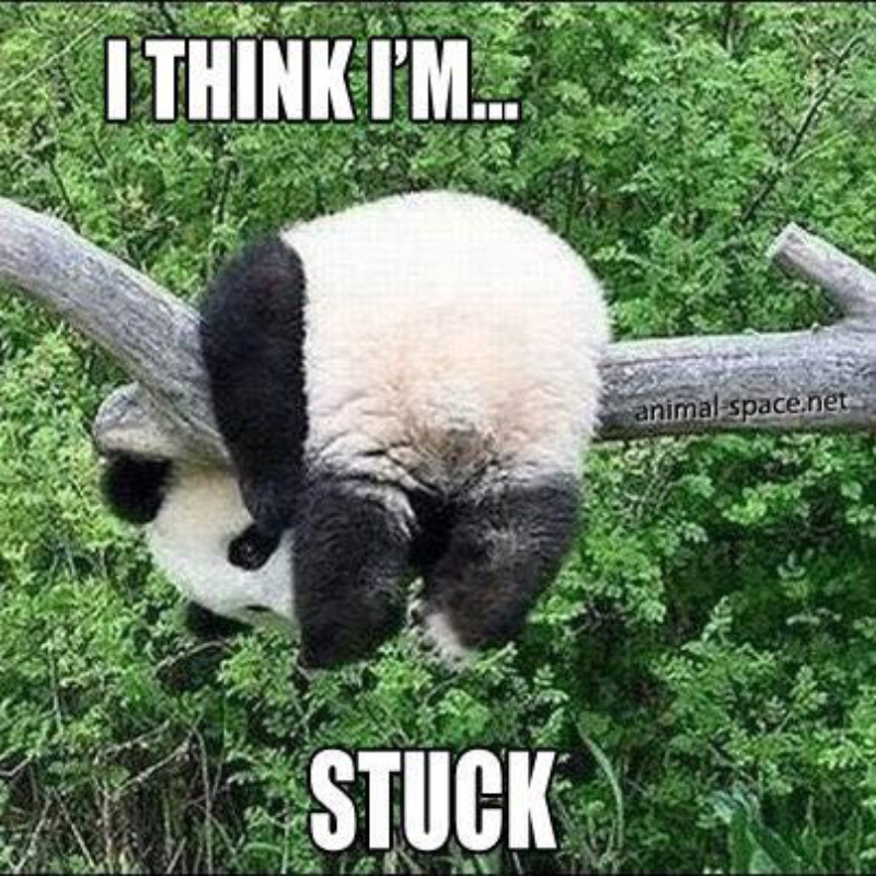 meme gấu trúc gây cười