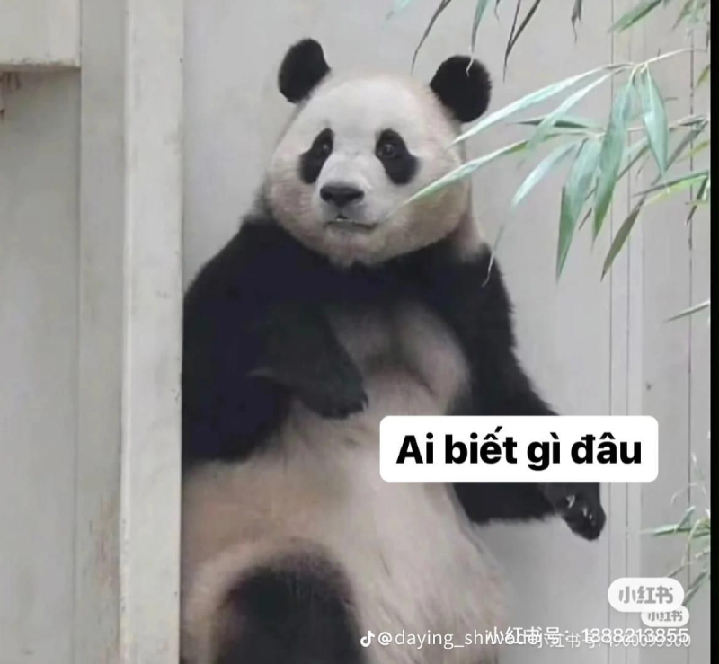 meme gấu trúc mặt ngơ ngác