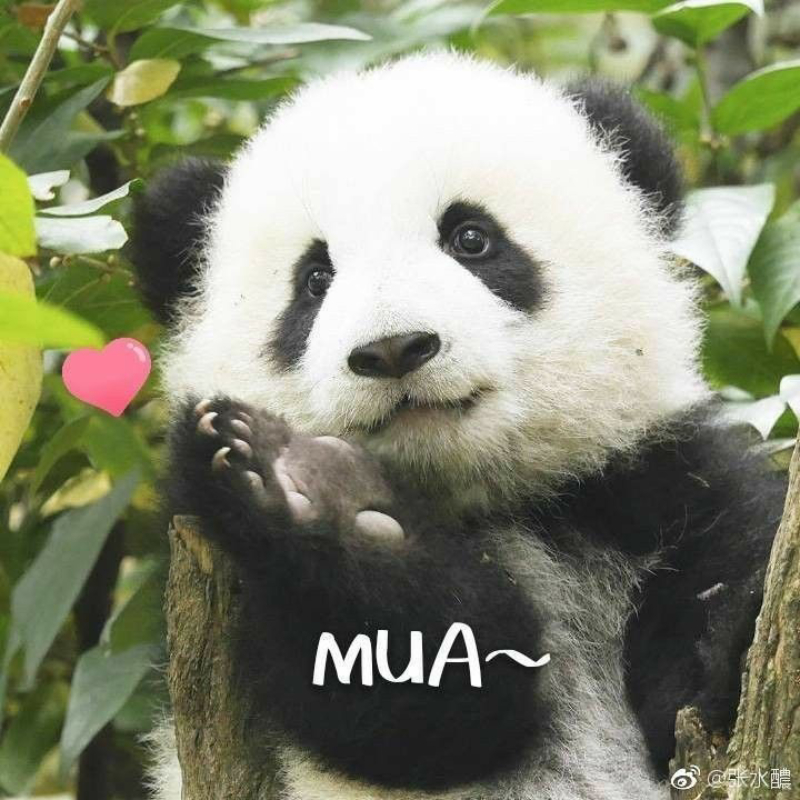 meme gấu trúc mắt thâm