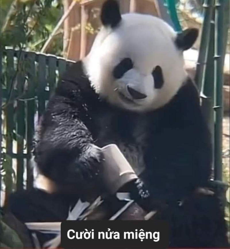 meme gấu trúc ngộ nghĩnh