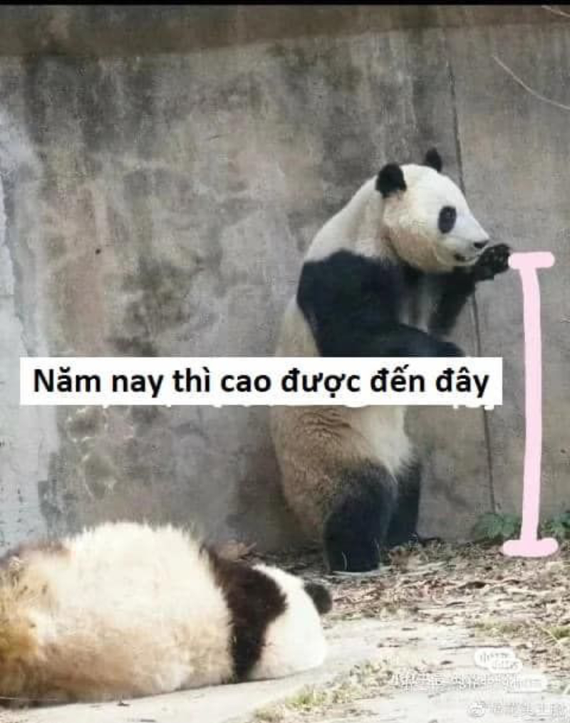 meme gấu trúc phản ứng hài hước