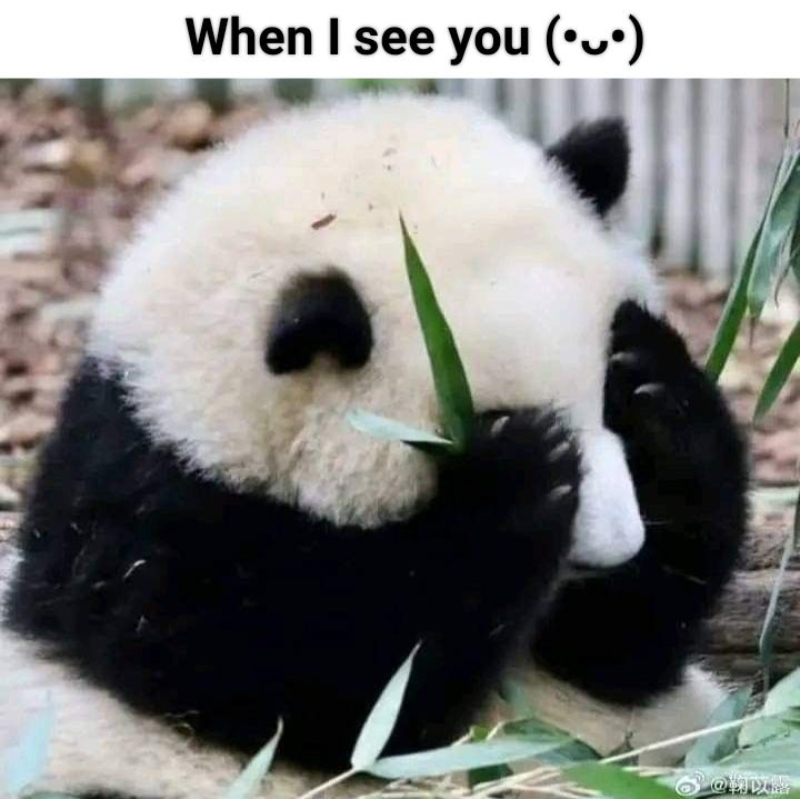 meme gấu trúc vui nhộn