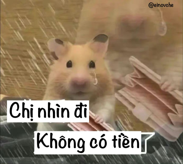 meme hết tiền ngộ nghĩnh