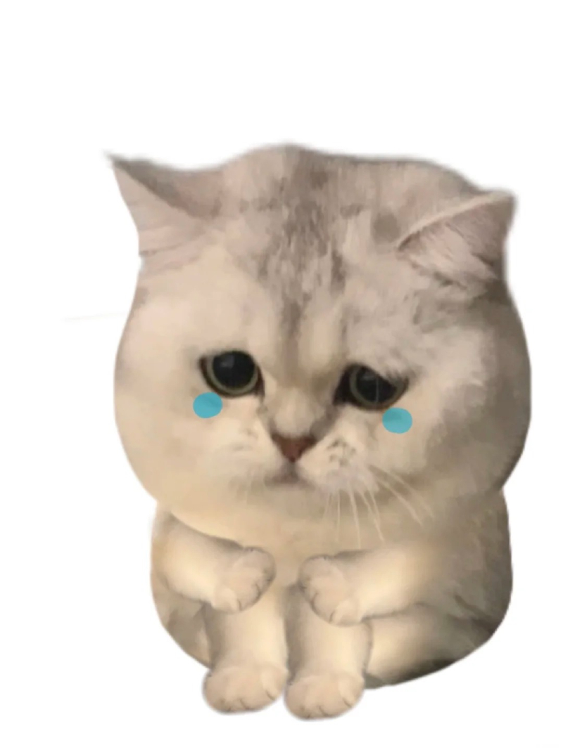 meme mèo biểu cảm hài hước