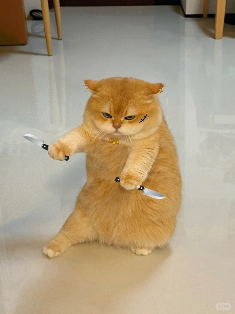 meme mèo bựa cầm dao