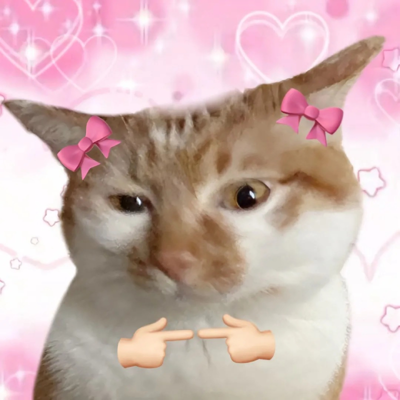 meme mèo bựa cực kỳ hài hước
