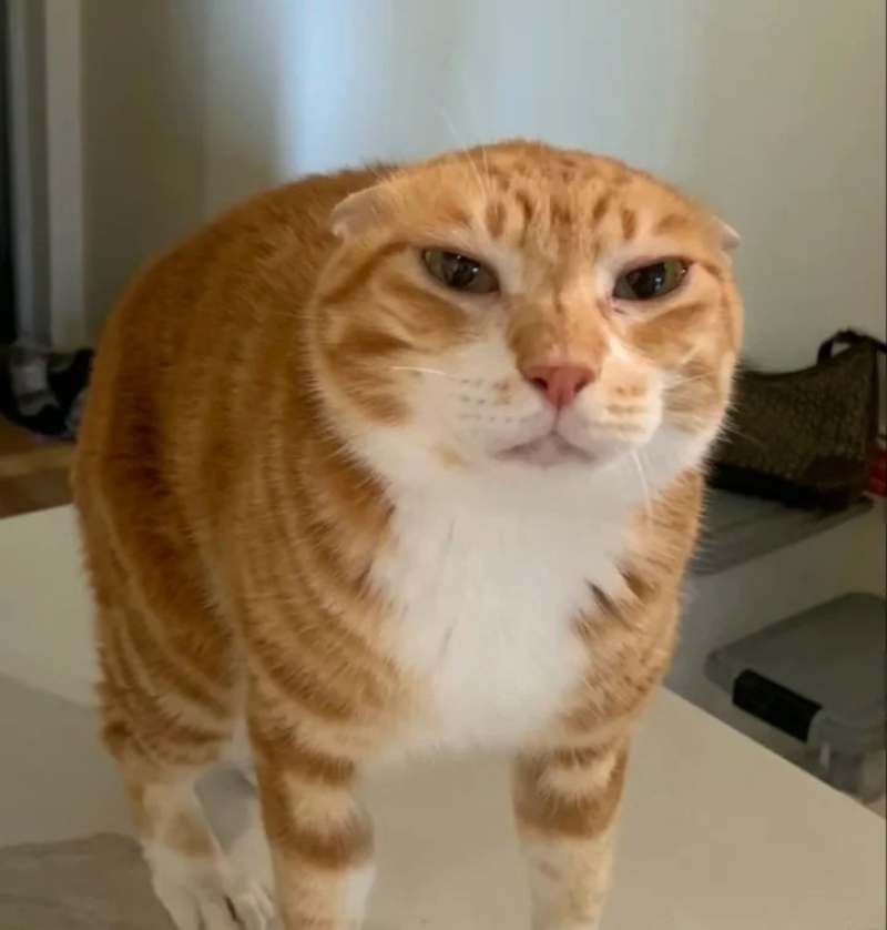 meme mèo bựa hài hước nhất