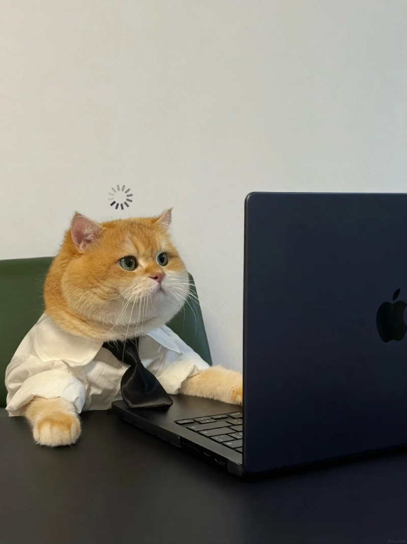 meme mèo bựa phản ứng hài hước