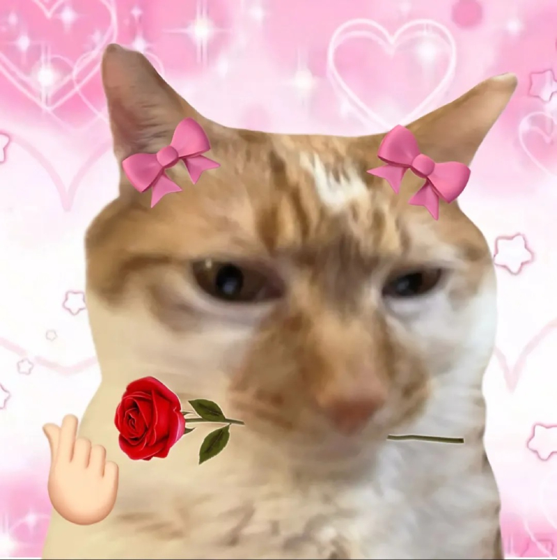 meme mèo bựa với biểu cảm hài hước