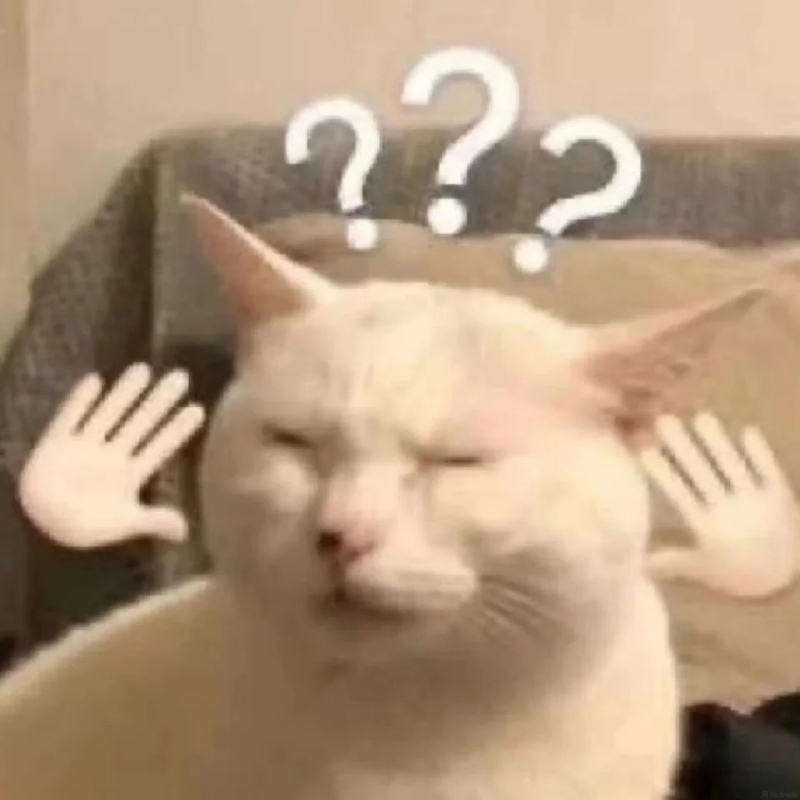meme mèo con đáng yêu và vui nhộn