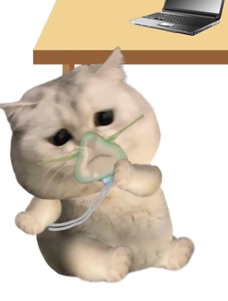 meme mèo con dễ thương