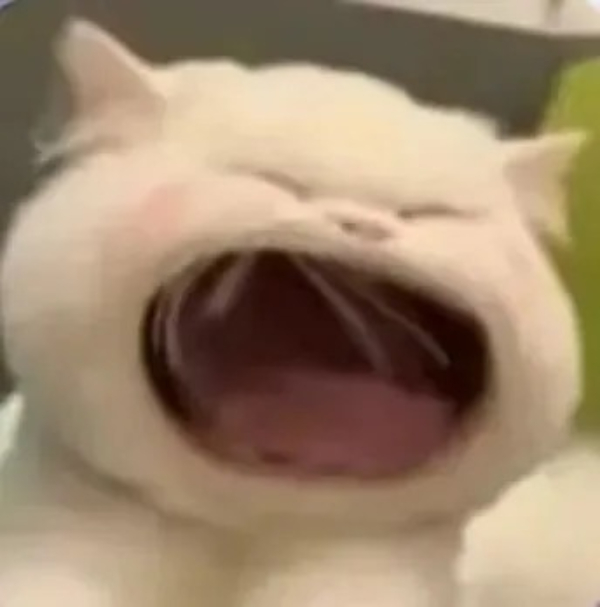meme mèo cười bá đạo