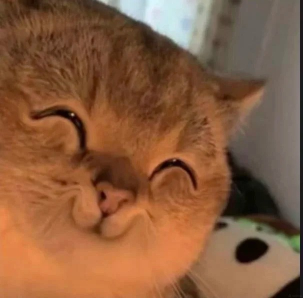 meme mèo cười cực kỳ hài hước