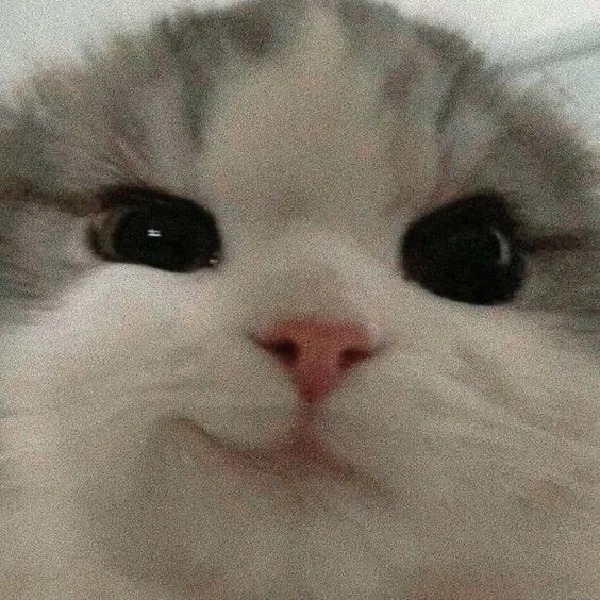 meme mèo cười đểu
