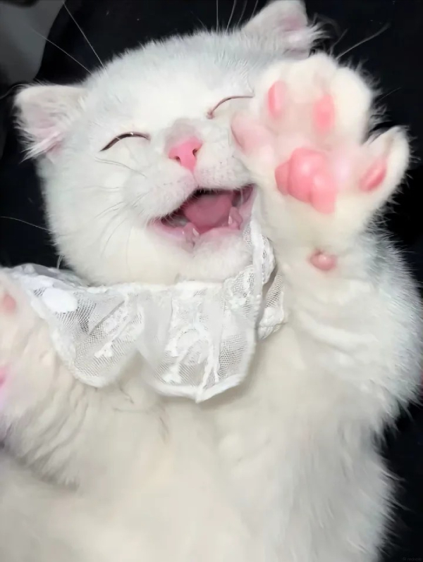 meme mèo cười hài