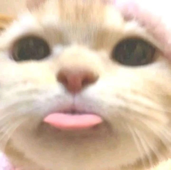 meme mèo cười khẩy